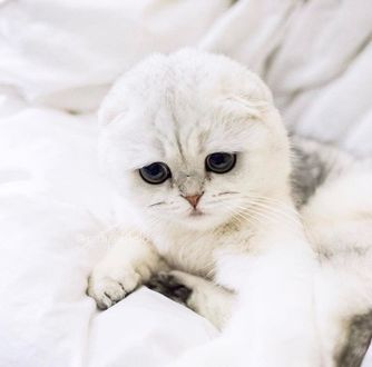 Грустный котик